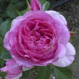 Милева Фрайла_0x160 Любимый сад - Результаты из #60